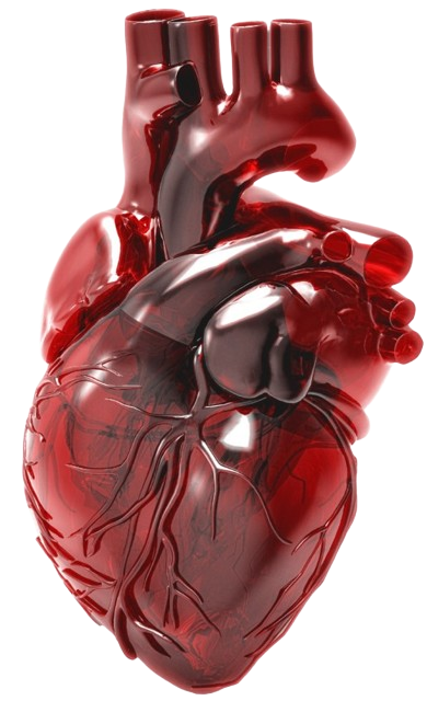 Cardiology